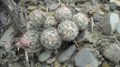 Escobaria emskoetteriana