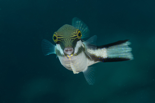 Clown toado (Canthigaster callisterna) — Tetraodontidae — 3