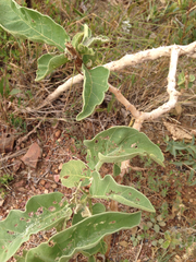 Solanum lycocarpum