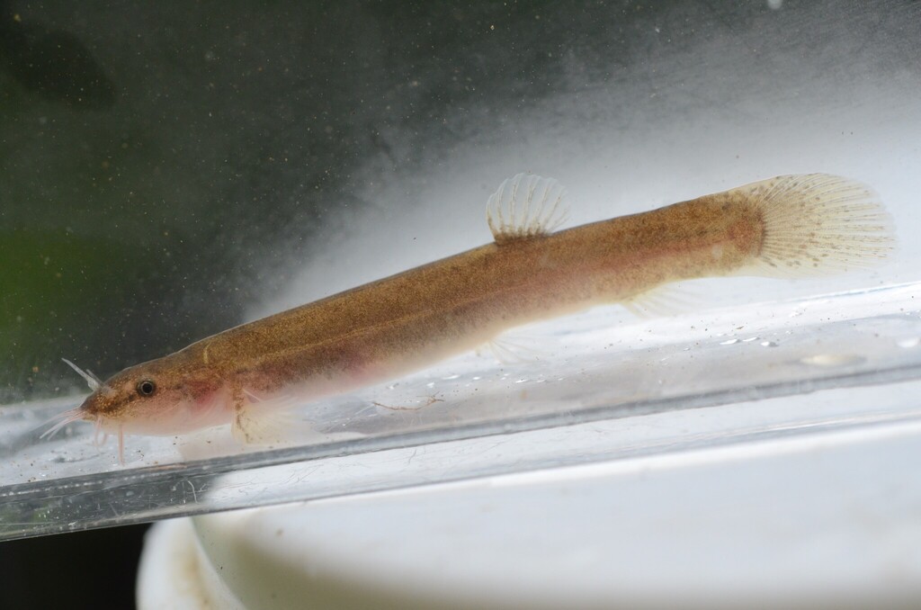 Tokai Stream Eight-Barbeled Loach