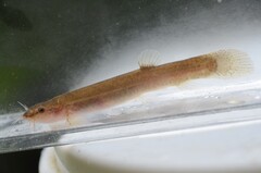 Tokai Stream Eight-Barbeled Loach photo 1