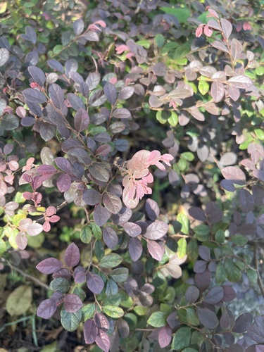 Red Strap Flower
