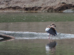 Alopochen aegyptiaca