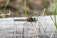 Leucorrhinia borealis