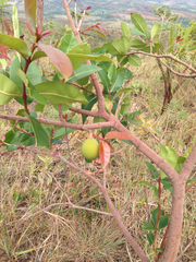 Hancornia speciosa