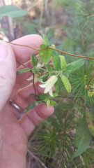 Billardiera scandens