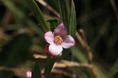 Zieria laxiflora
