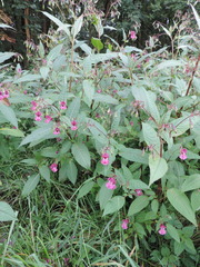 Impatiens glandulifera