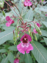 Impatiens glandulifera