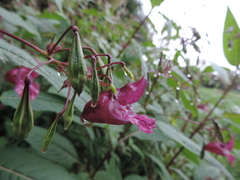 Impatiens glandulifera