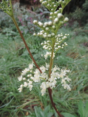 Filipendula ulmaria