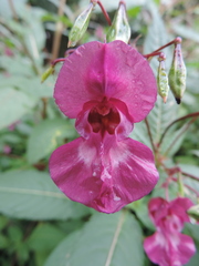 Impatiens glandulifera