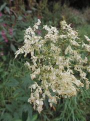 Filipendula ulmaria