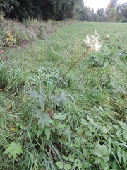 Filipendula ulmaria