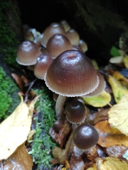 Mycena tintinnabulum