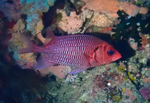 Sargocentron violaceum observed 2025-07-14