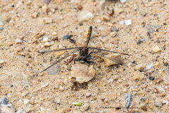 Leucorrhinia borealis