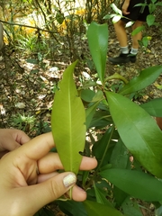 Primulaceae