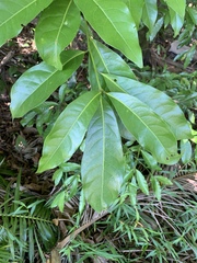 Beilschmiedia obtusifolia