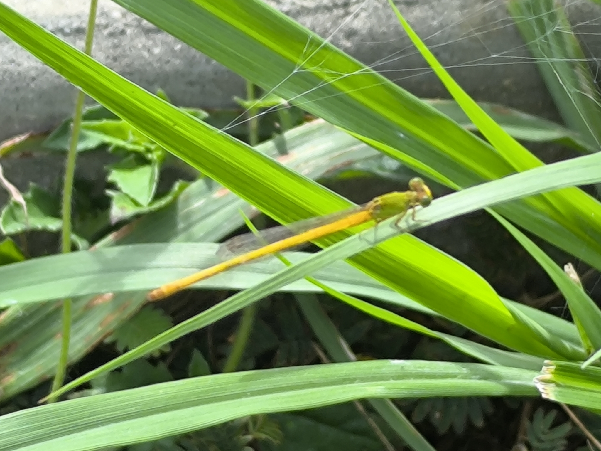 Coromandel Marsh Dart