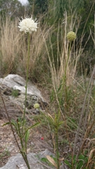 Cephalaria leucantha