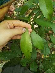 Primulaceae
