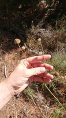 Cephalaria leucantha