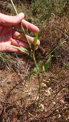 Cephalaria leucantha