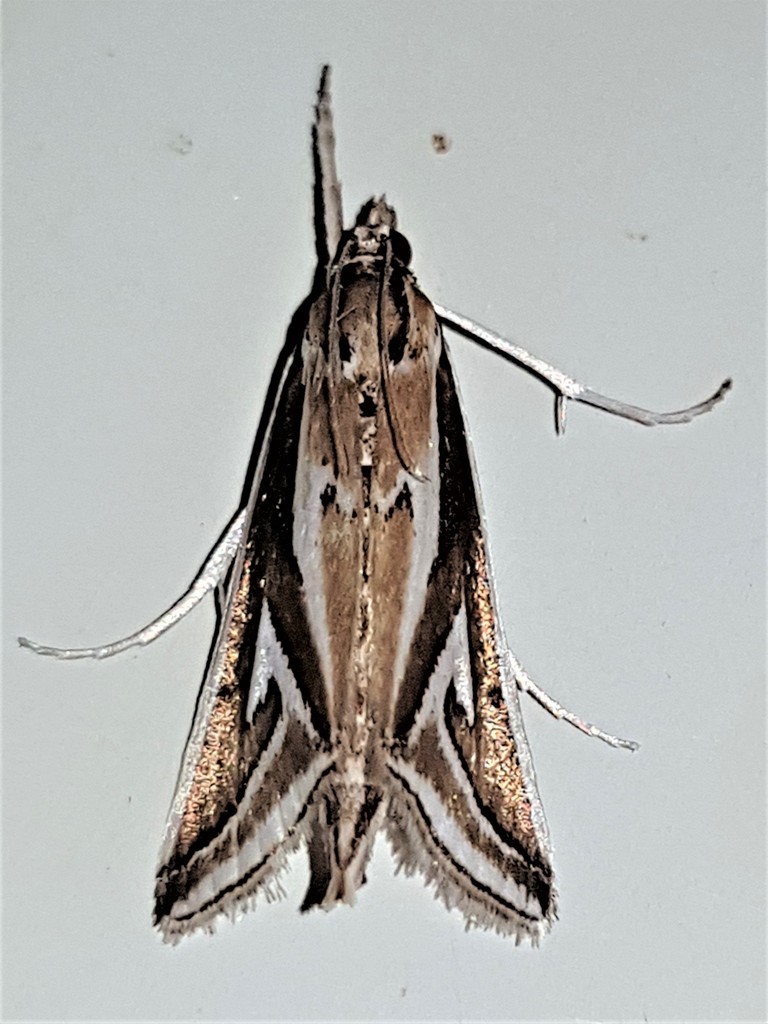 Schoenobius sagitella