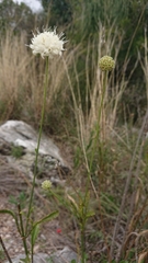 Cephalaria leucantha