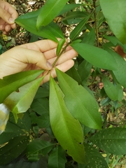 Primulaceae