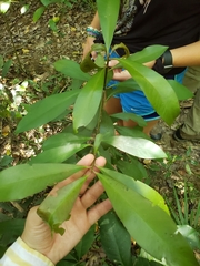 Primulaceae
