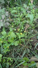 Ranunculus ophioglossifolius