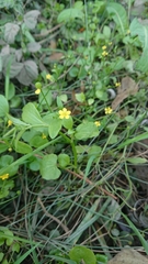 Ranunculus ophioglossifolius