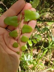 Lygodium reticulatum