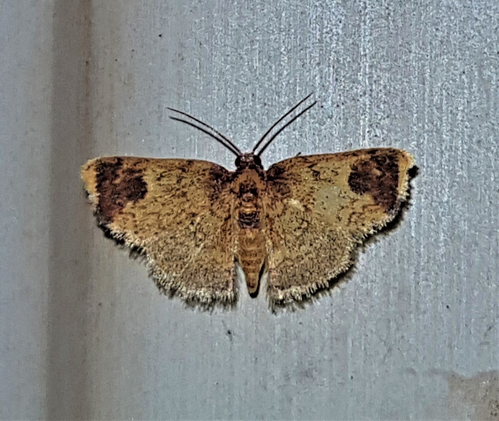 Tricentra percrocea