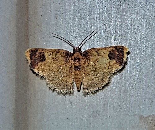 Tricentra percrocea