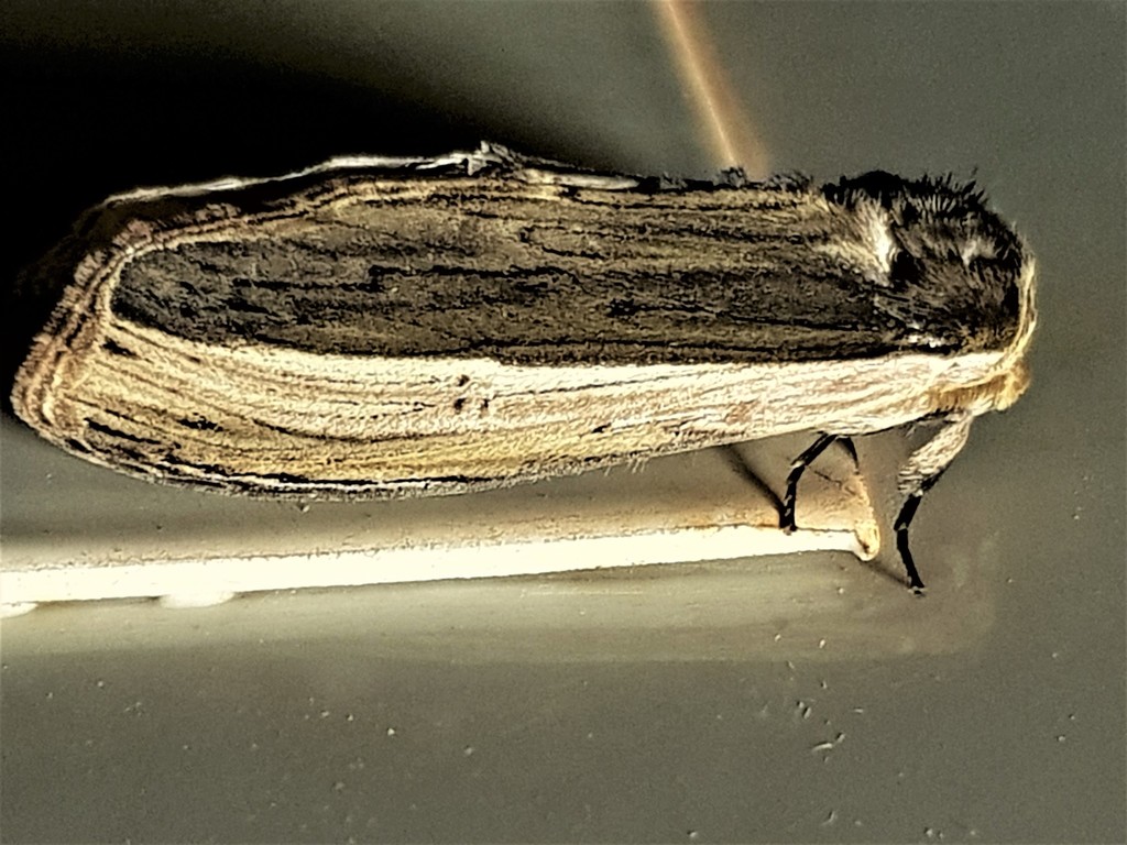 Truncaptera guatemalensis