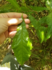 Helicia australasica