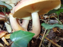 Tricholomopsis rutilans