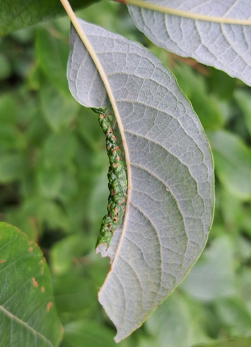 Phyllocolpa leucosticta