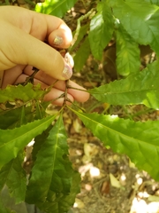 Helicia australasica