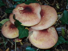 Tricholomopsis rutilans