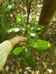 Helicia australasica