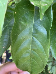 Macaranga polyadenia