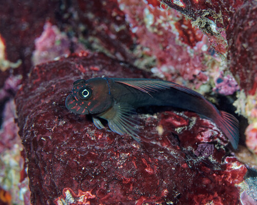 Roodgespikkelde slijmvis (Cirripectes variolosus) — Blenniidae