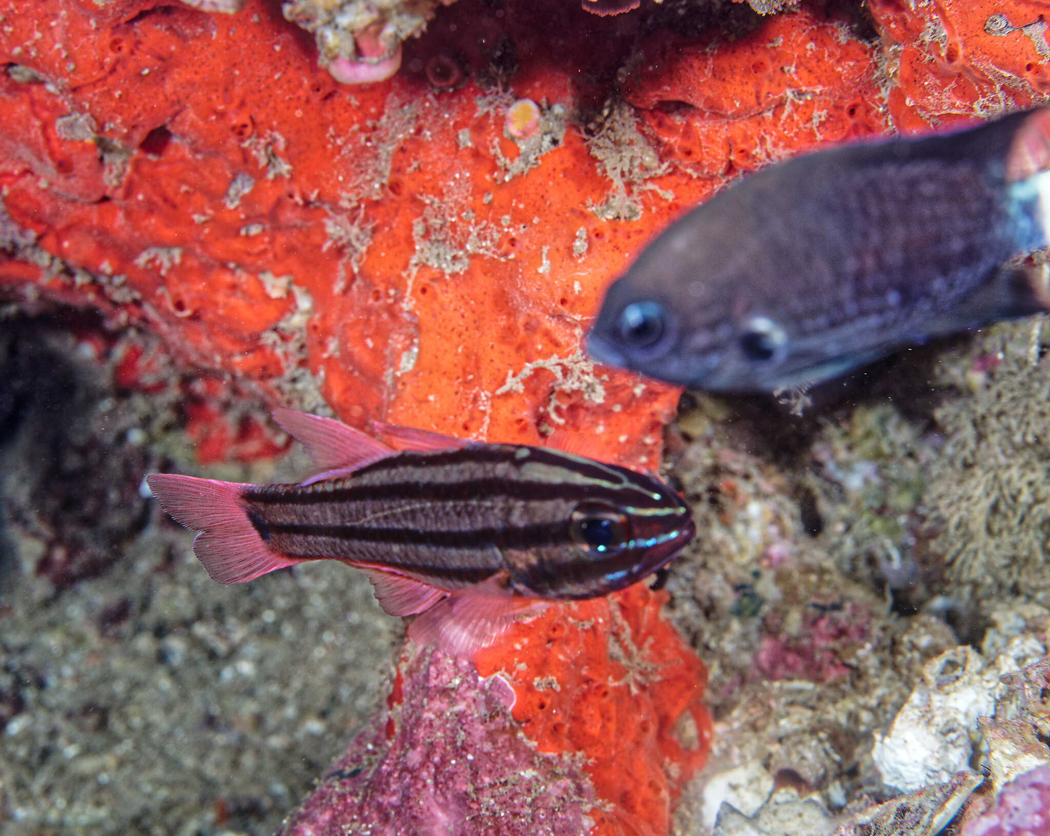 Kin Cardinalfish photo 4