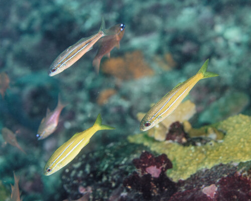 Mulloidichthys mimicus observed 2025-06-04