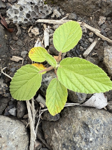 Waltheria indica observed 2025-07-13