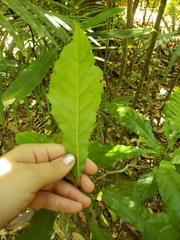 Helicia australasica